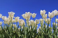 tulipes blanches avec un ciel bleu