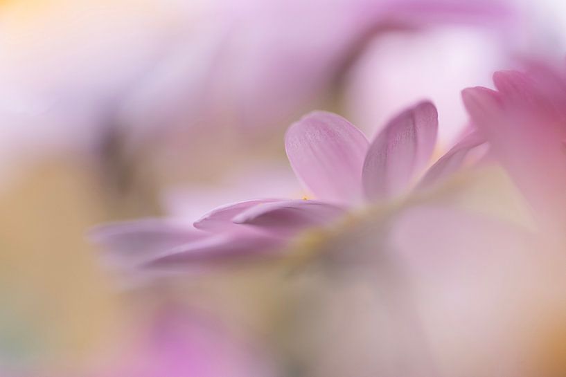 Violett leuchten von Elke Braet