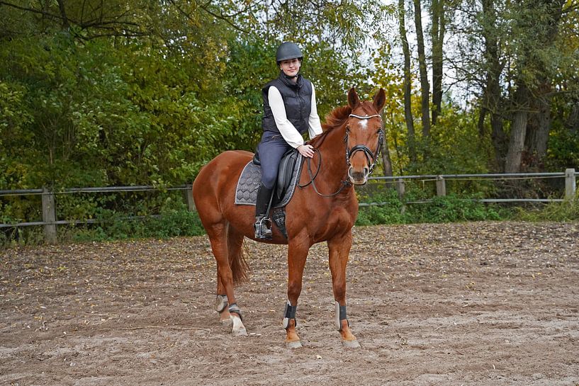 Training mit der rotbraunen Oldenburger Stute auf einem Reitplatz von Babetts Bildergalerie