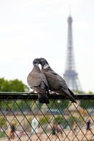 L'amour dans Paris