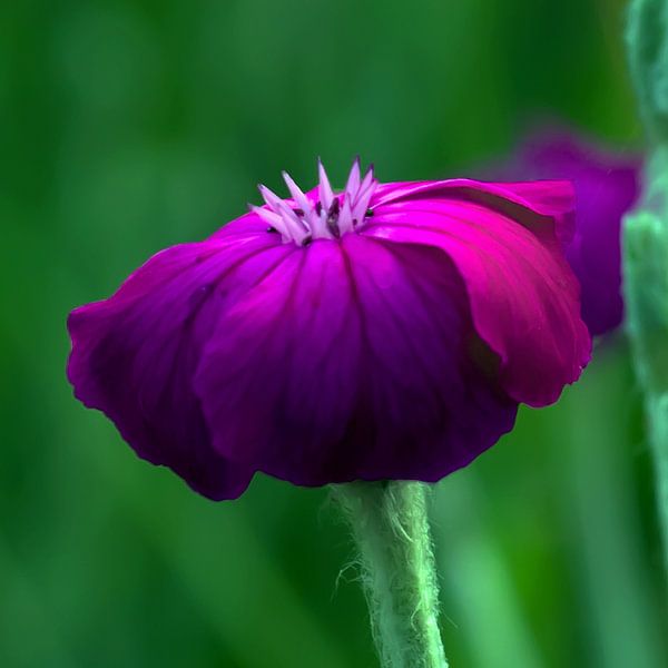 Frühlingsblüte von t.ART