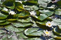 Heerlijk wandelen in Hellevoetsluis