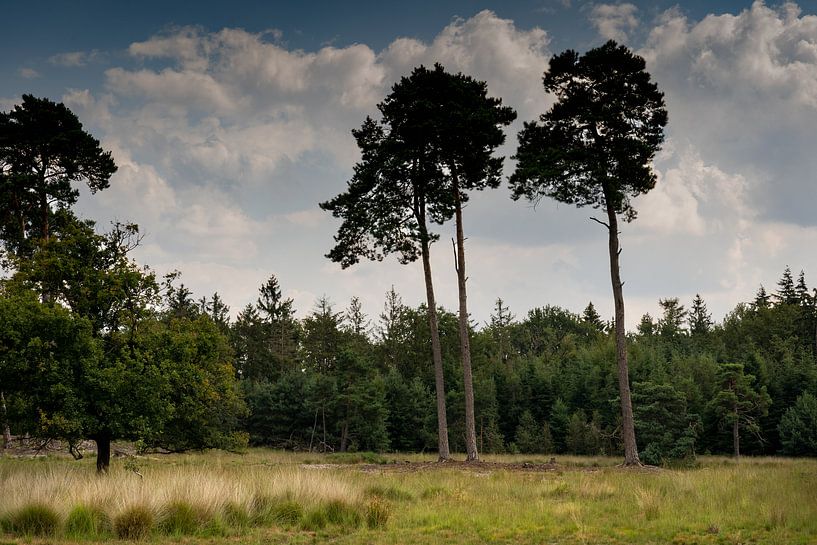 drei Bäume ergeben zusammen ein ländliches Bild mit einem schönen Wolkenhimmel bei einem Spaziergang von Lieke van Grinsven van Aarle