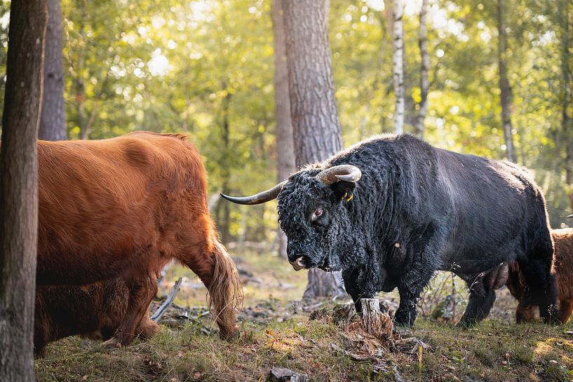 Schottischer Hochlandbewohner von Meike Huibers