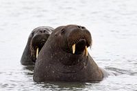 Onder de kleine, waakzame ogen van walrussen