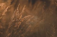 Grain in the last light.