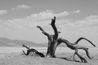 De rauwe schoonheid van Sossusvlei