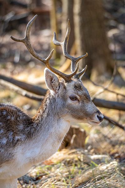 Damhert von Joost Potma