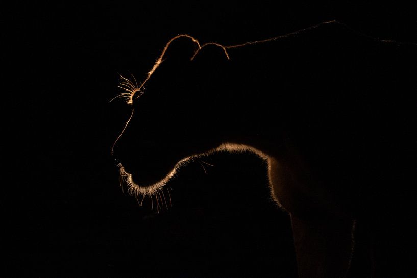 Ohne Titel von Amnon Eichelberg