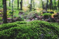 Mousse dans une forêt