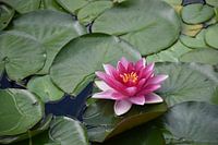 Eine Seerose in einem Teich