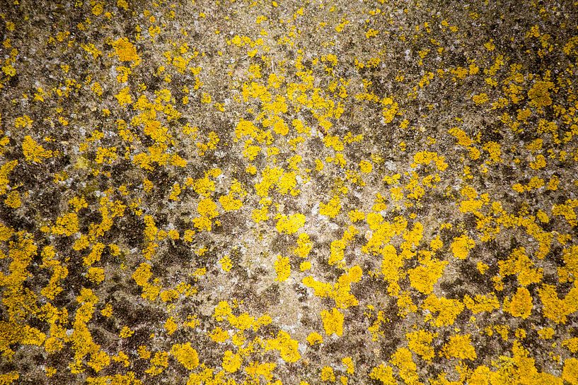 Mos by Petra Brouwer