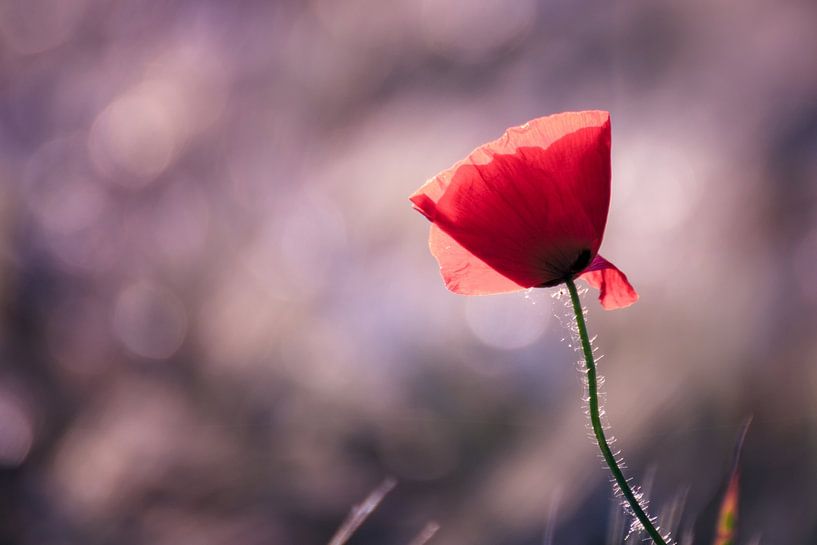 Flower Dreams von Gentleman of Decay