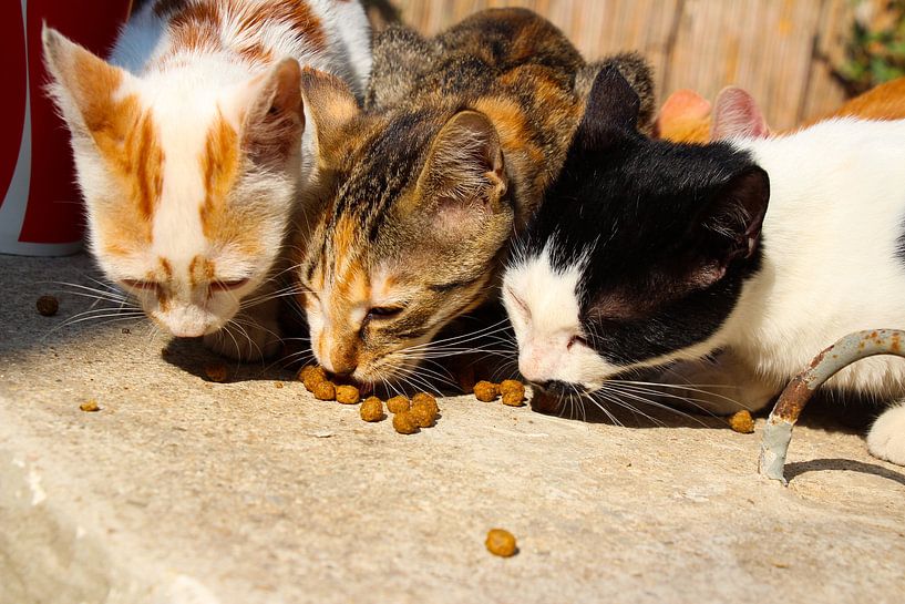 Turkish alley cats by Marieke Funke