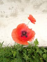 Poppies