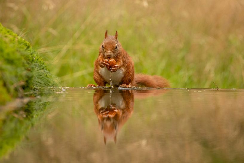Eichhörnchen schnappt sich eine Nuss aus dem Wasser von Tanja van Beuningen