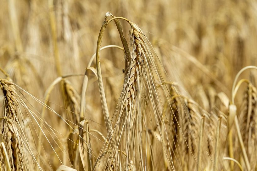 Grain field in summer by Animaflora PicsStock