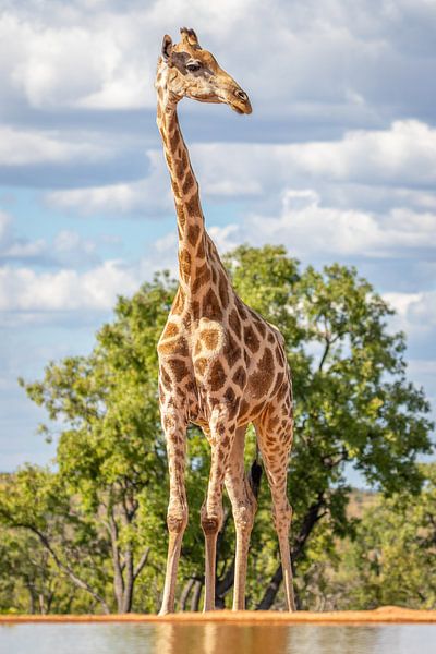 Eine Giraffe, die nach dem Himmel greift. von Gunter Nuyts