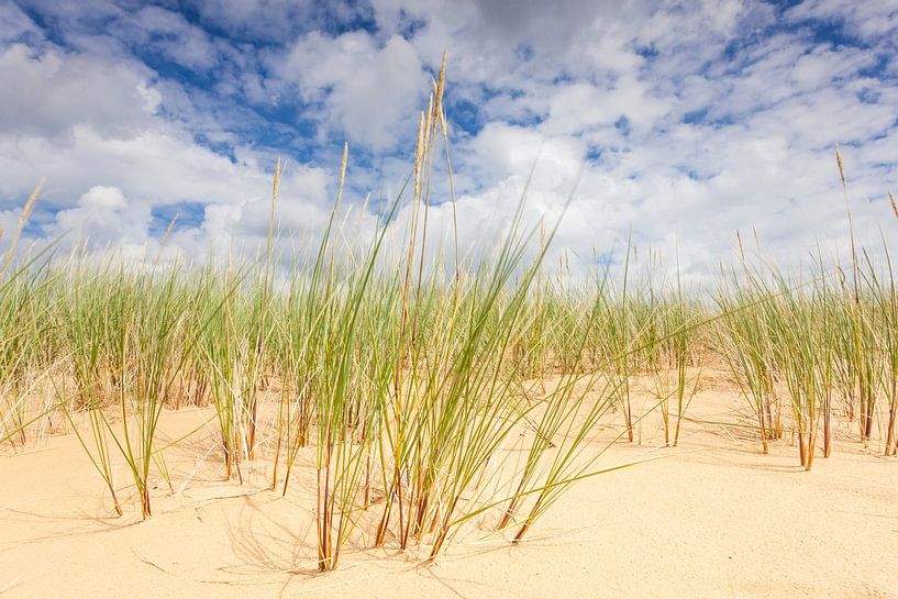Helmgras auf Sanddünen Aekingerzand von Jurjen Veerman