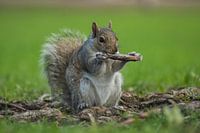 Eichhörnchen in Montreal