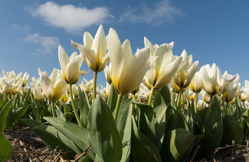 Tulpen von Sjaak Kooijman
