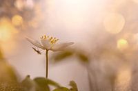 Buschwindröschen mit Stechmücke