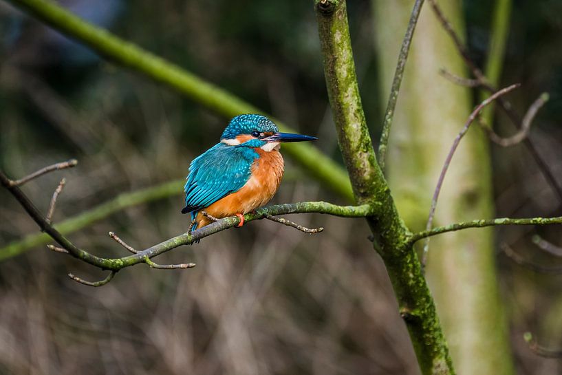 Martin-pêcheur sur un arbre par Corrine Ponsen