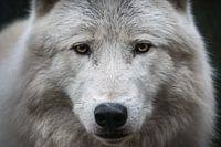 Alpha-Arktischer Wolfskopf