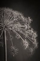 Dried hogweed in monotone hue