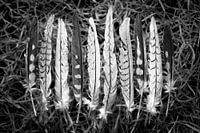 Plumes douces avec de jolis motifs en noir et blanc