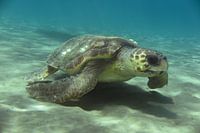 Zeeschildpad in Zakynthos