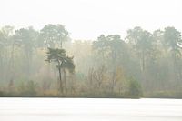 Verträumtes Oisterwijks Vennetje