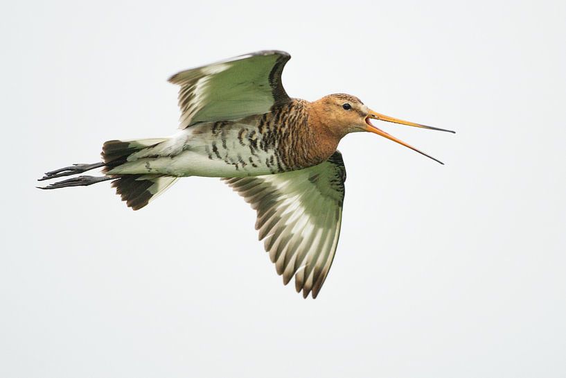 Grutto volant en version high key par Jeroen Stel