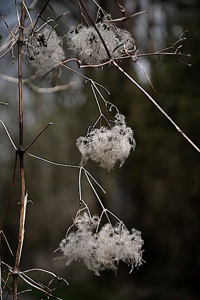 Liane von Christine Nöhmeier