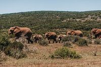 Eine Elefantenfamilie, die gemeinsam unterwegs ist.