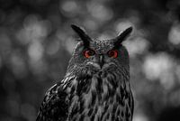 European eagle owl