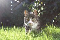 Spielerische Katze im Gras