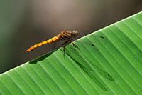 Libelle auf Bananenblatt (Indonesien)