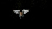 Barn owl flying