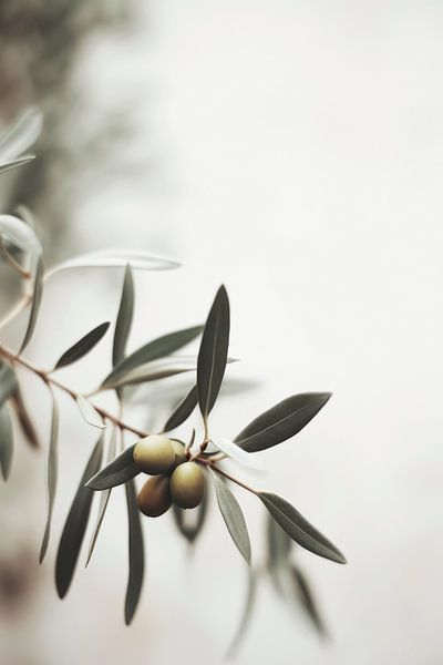 Olive Branch by Treechild
