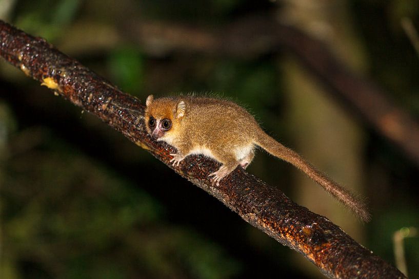 Madagaskar Muismaki by Dennis van de Water