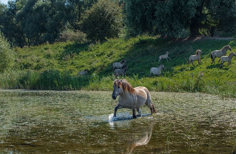 Zwemmend konik paard von Cilia Brandts