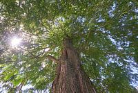Dawn redwood Glyptostrboides or water cypress 7007032334 photographer Fred Roest