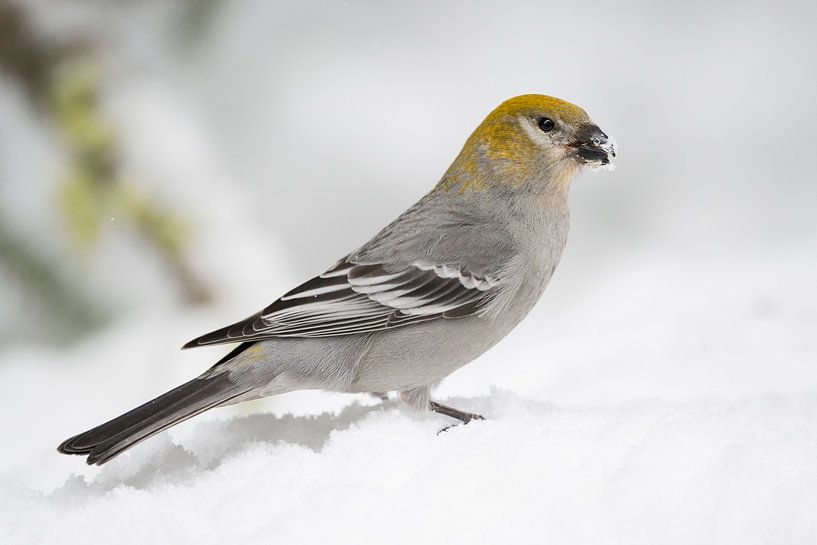 Pine Grosbeak ( Pinicola enucleator ), female adult in winter by wunderbare Erde