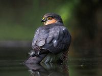 Bathing Sparrowhawk