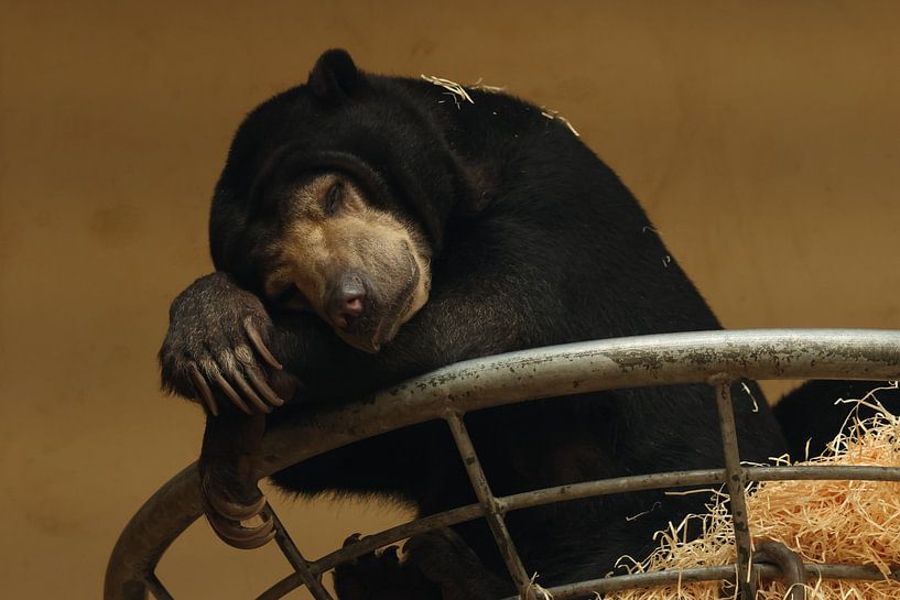 Sleeping honey bear, lying down by Daniëlle Eibrink Jansen