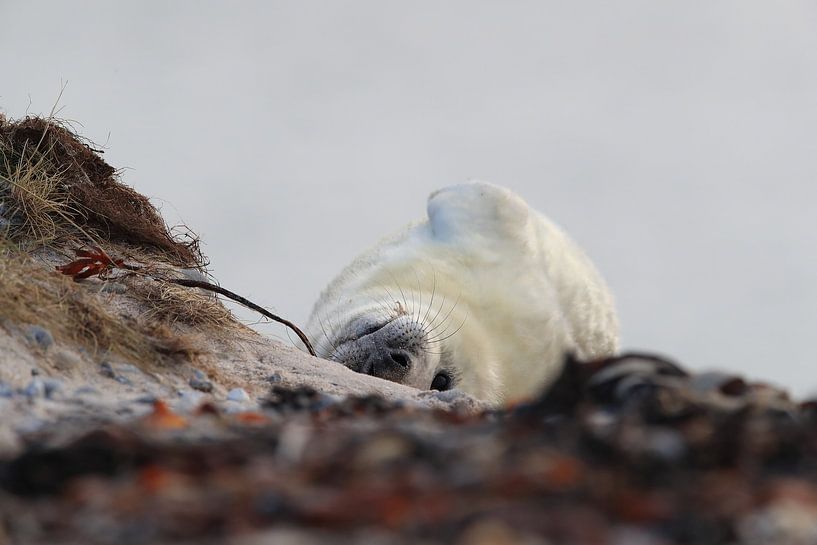 Petit phoque gris (Halichoerus grypus), dans son habitat naturel, Helgoland Allemagne par Frank Fichtmüller