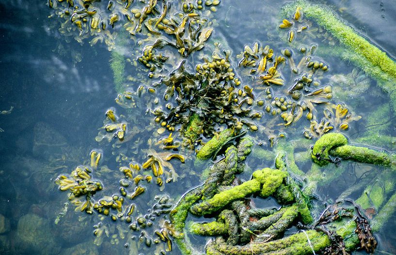 Seegras und Schiffstau von Dick Termond