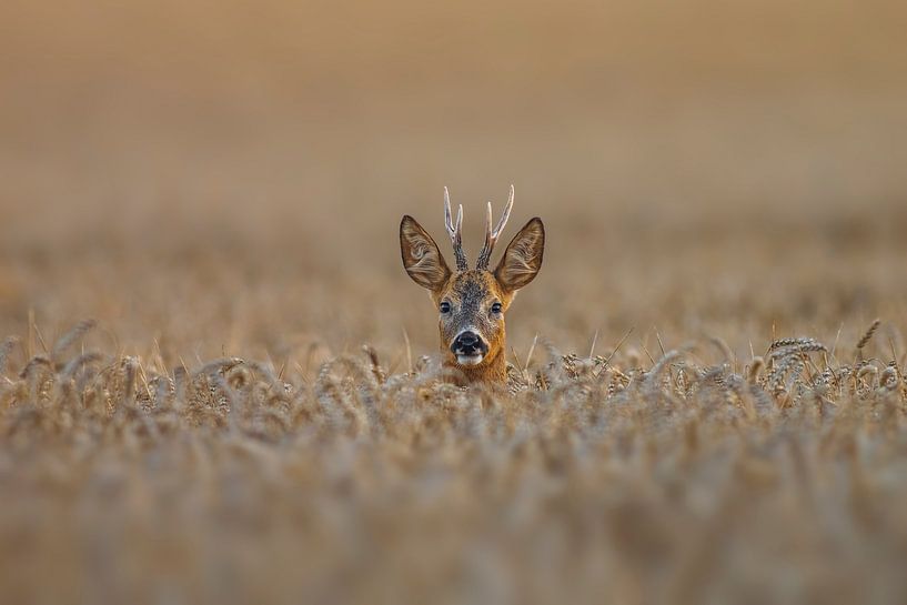 Young roe deer (Capreolus capreolus) looking out of a wheat field in the mating season in summer by Mario Plechaty Photography