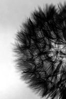 Black dandelion